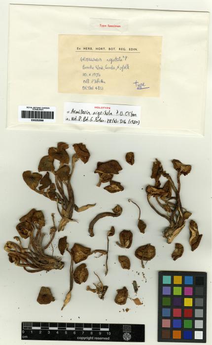 Armillaria nigritula image