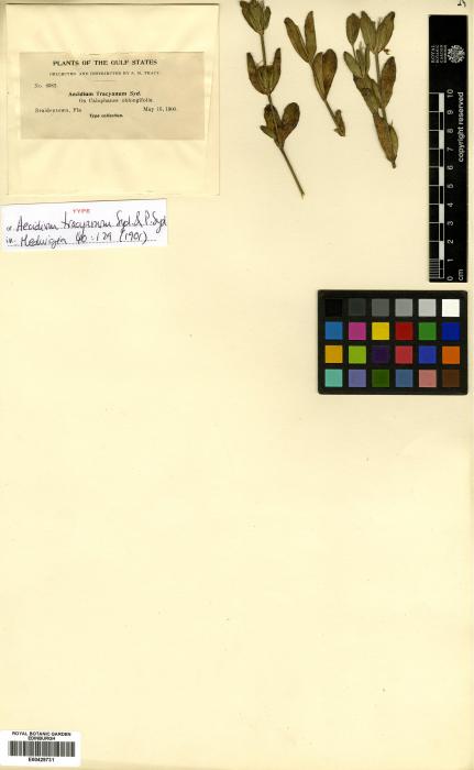 Aecidium tracyanum image