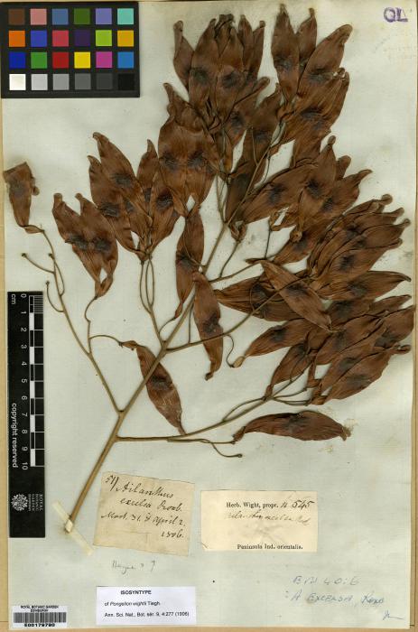 Ailanthus excelsa image