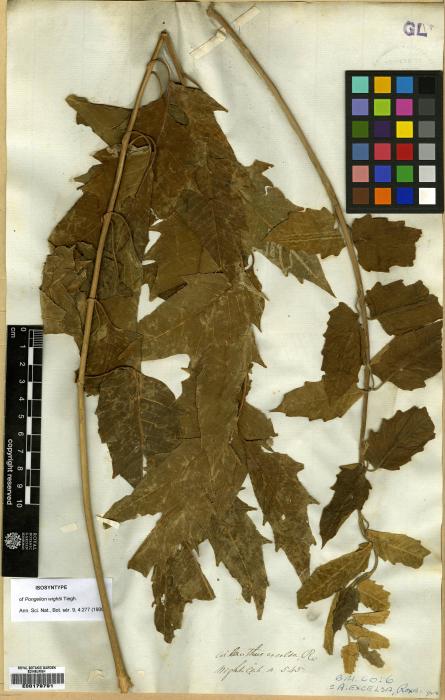 Ailanthus image