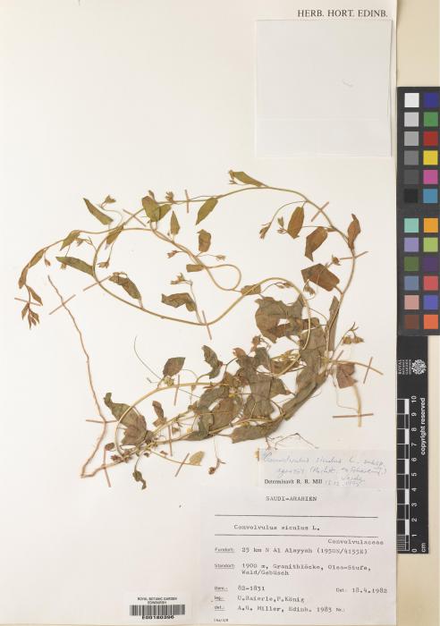Convolvulus siculus subsp. agrestis image