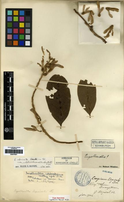 Engelhardia spicata var. colebrookeana image
