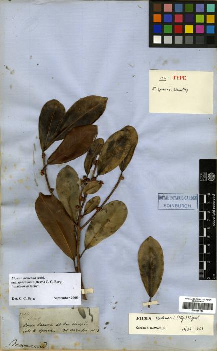 Ficus guianensis image