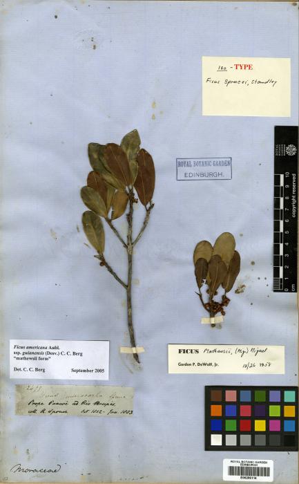Ficus mathewsii image