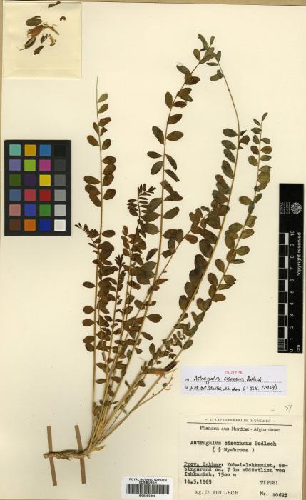 Astragalus cisoxanus image