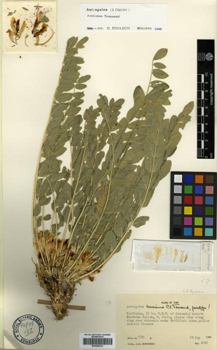 Astragalus rawianus image