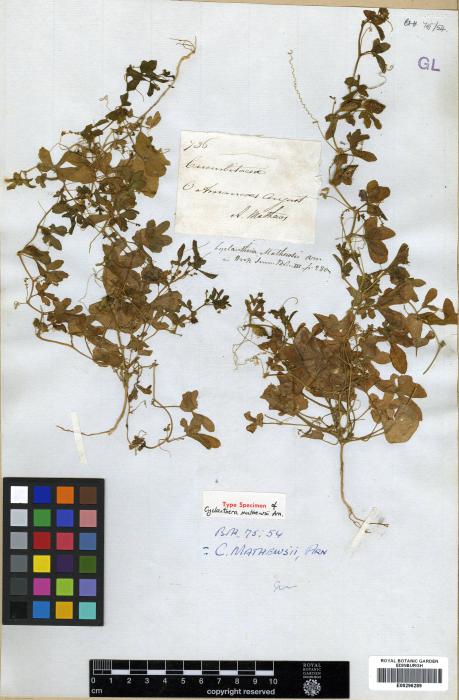 Cyclanthera mathewsii image