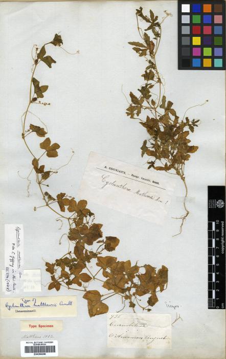 Cyclanthera mathewsii image