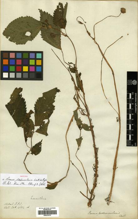 Lecanthus peduncularis image