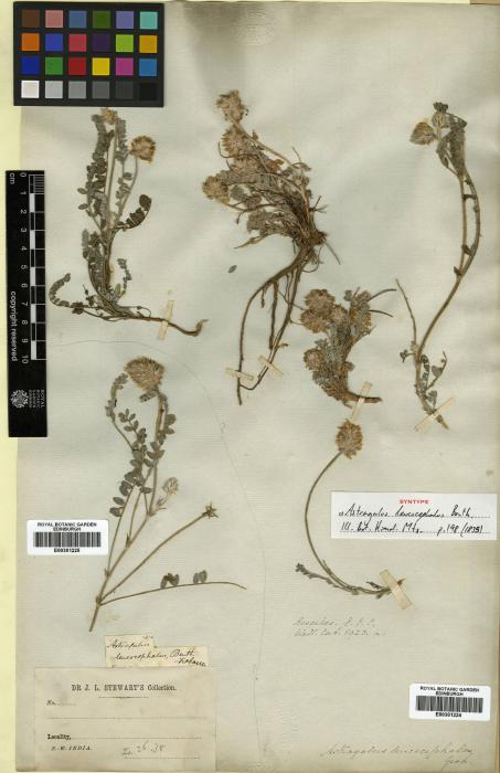 Astragalus leucocephalus image