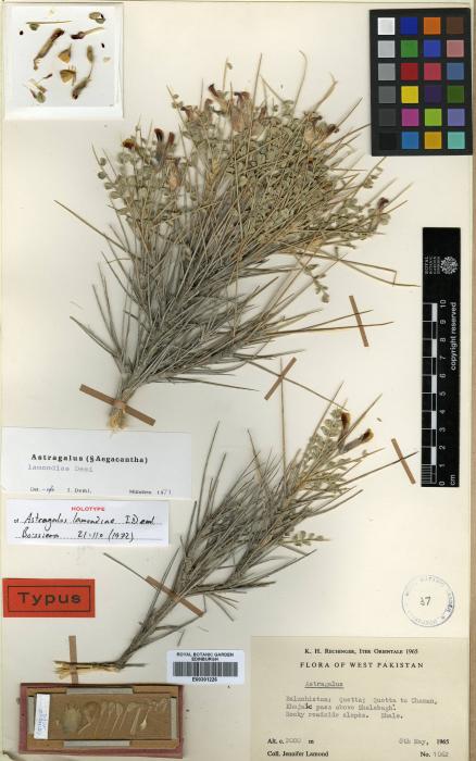 Astragalus lamondiae image