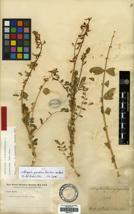 Astragalus graveolens image