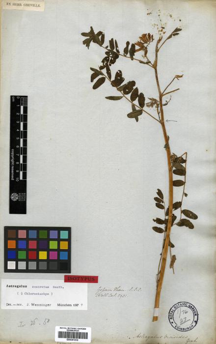 Astragalus concretus image