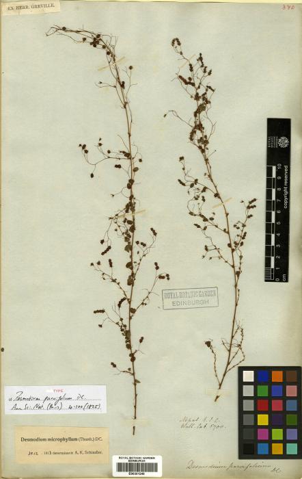 Leptodesmia microphylla image