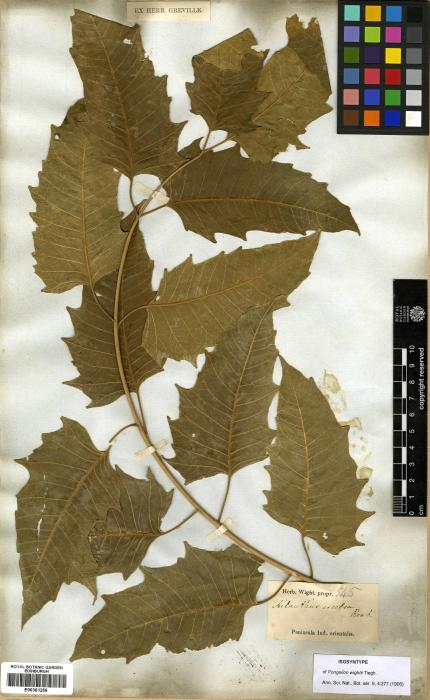 Ailanthus excelsa image