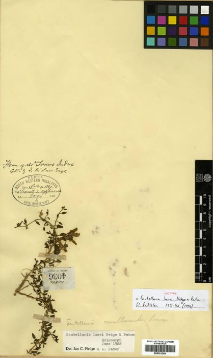 Scutellaria lacei image