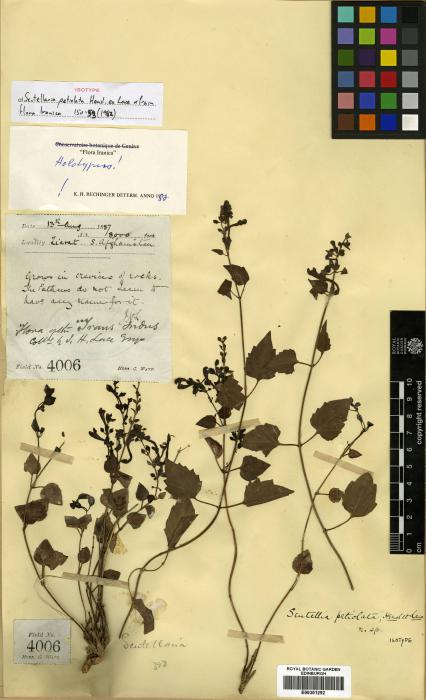 Scutellaria petiolata image