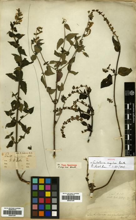 Scutellaria scandens image