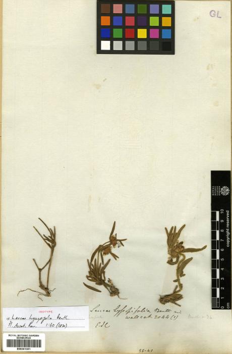 Leucas hyssopifolia image