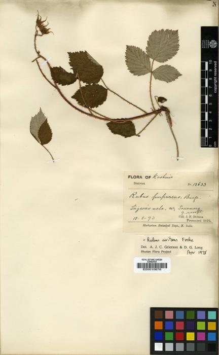 Rubus irritans image
