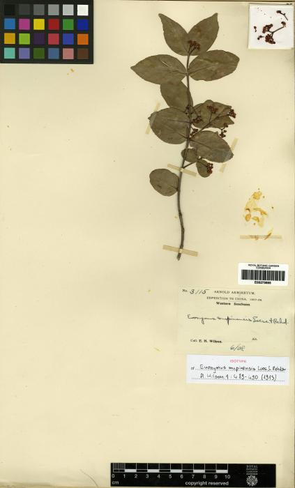 Euonymus echinatus image