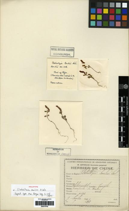 Elsholtzia fruticosa image