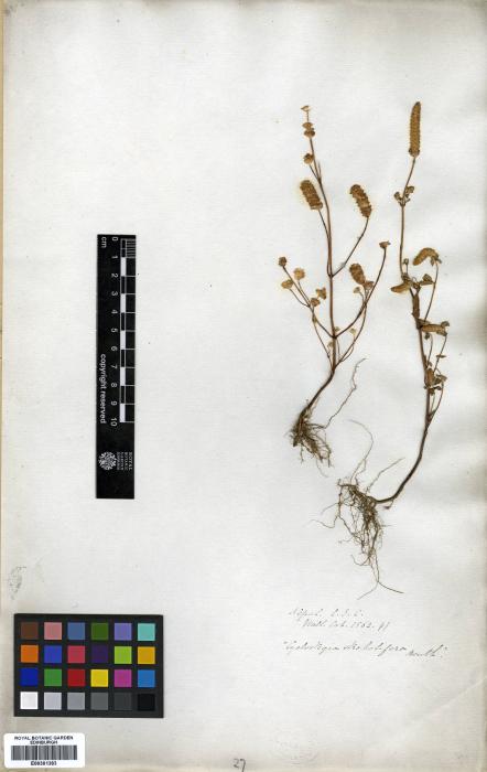 Elsholtzia strobilifera image