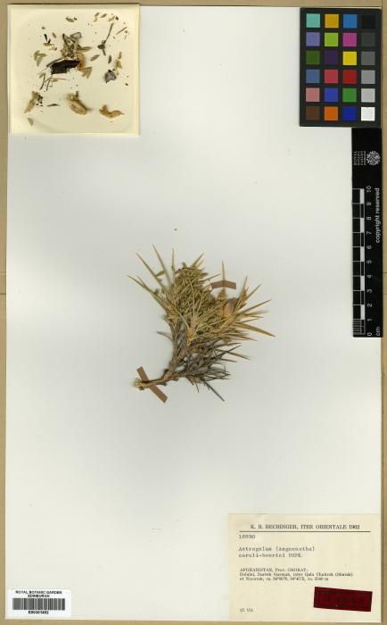 Astragalus caroli-henrici image