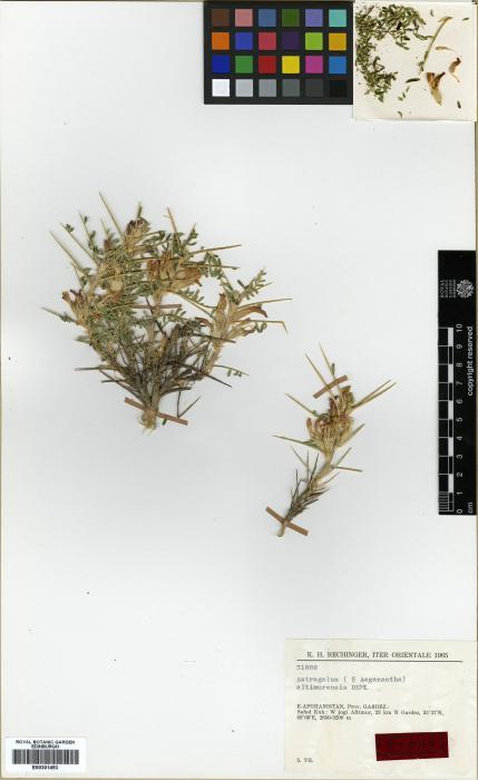 Astragalus altimurensis image