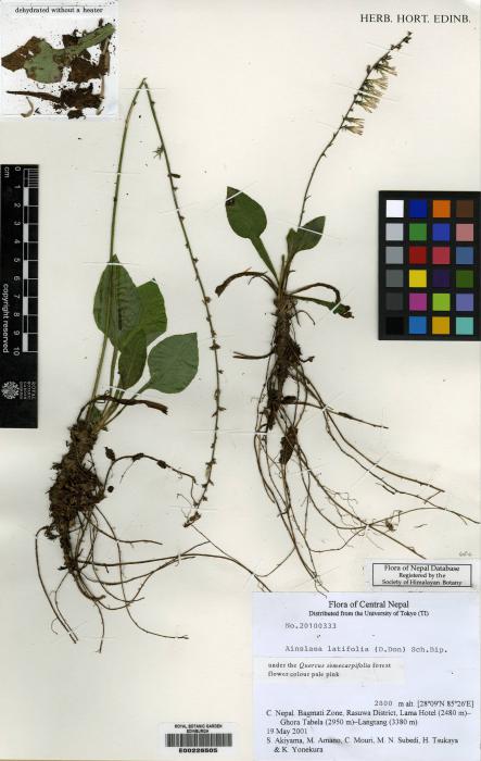 Ainsliaea latifolia image