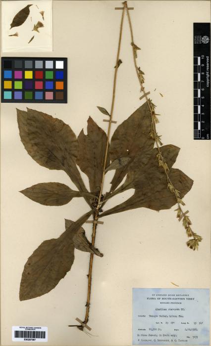 Ainsliaea latifolia image