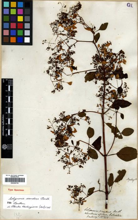 Colignonia scandens image