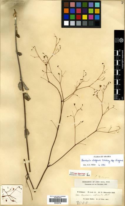 Boerhavia elegans image