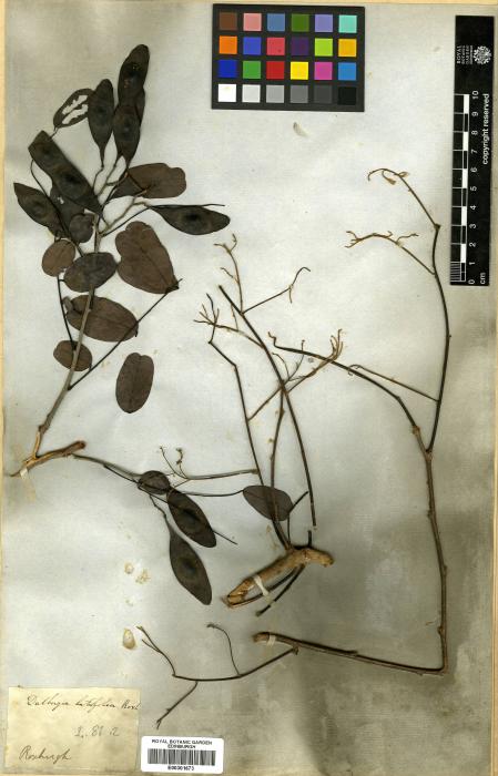 Dalbergia latifolia image