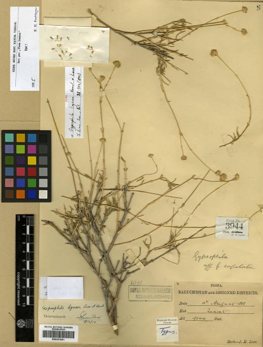 Gypsophila lignosa image