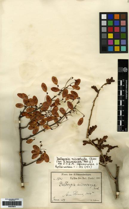 Dalbergia microphylla image