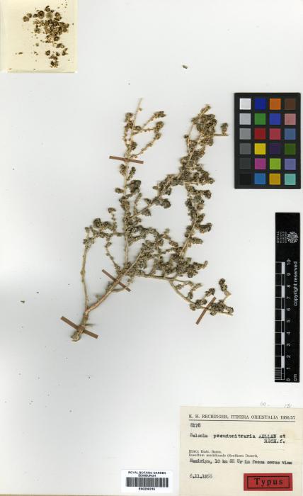 Salsola nitraria image