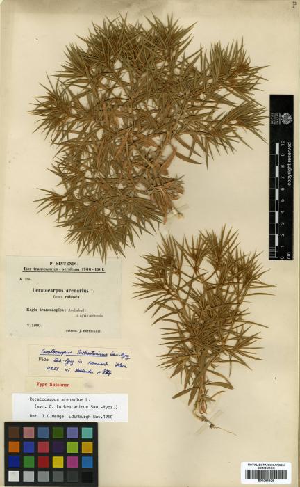 Ceratocarpus arenarius image