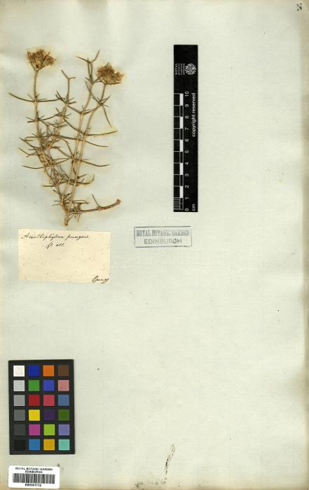 Acanthophyllum squarrosum image