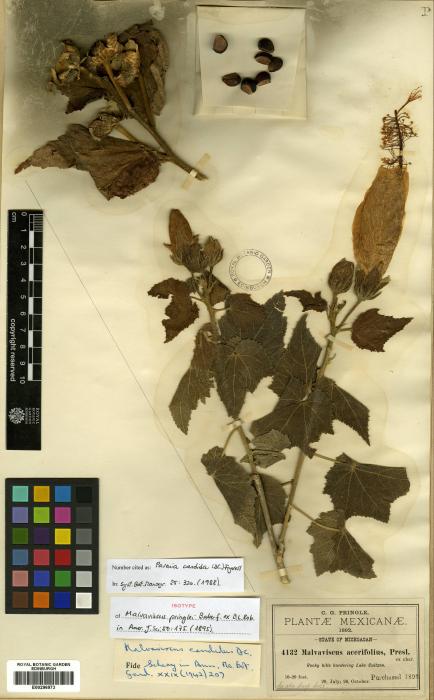 Hibiscus pedunculatus image