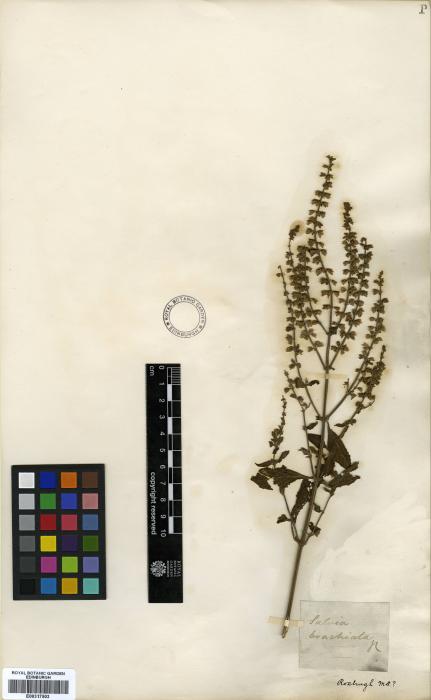 Salvia plebeia image