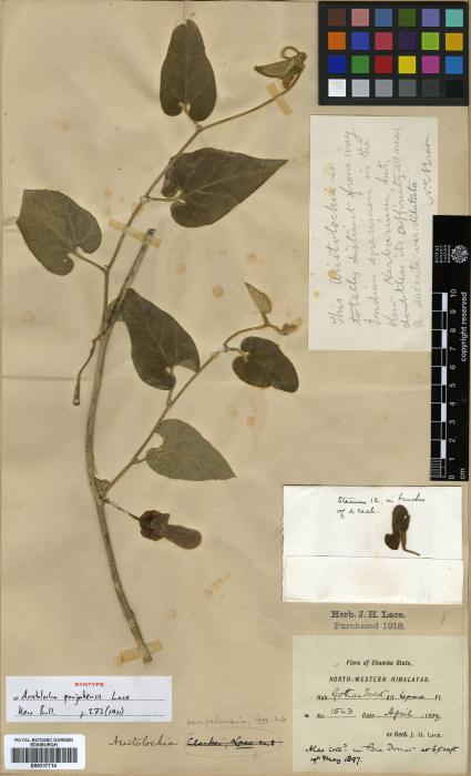 Aristolochia punjabensis image