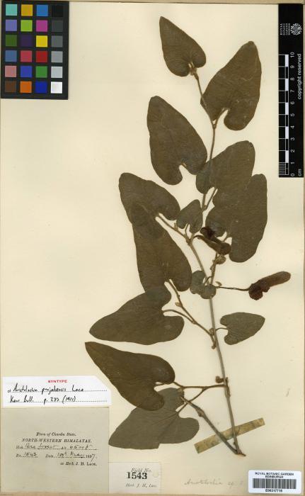 Aristolochia image