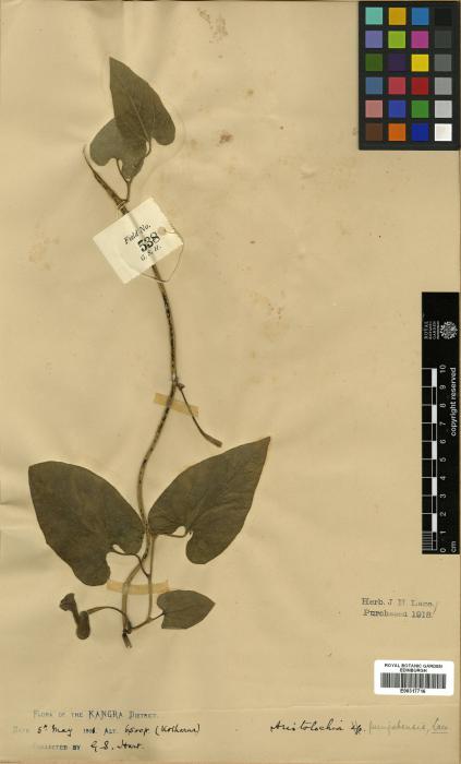Aristolochia punjabensis image