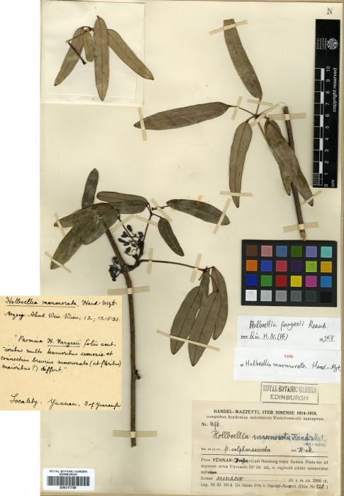 Stauntonia latifolia image