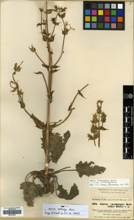 Salvia macrosiphon image