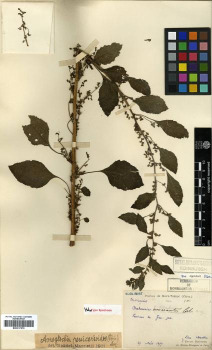 Acroglochin persicarioides image