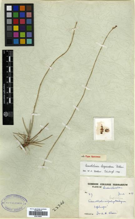 Acantholimon longiscapum image