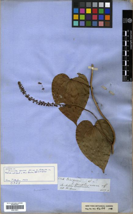 Dioscorea sprucei image