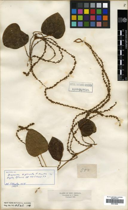 Dioscorea biplicata image